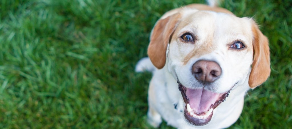AI for Animals